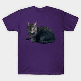 Tabby Cutie T-Shirt